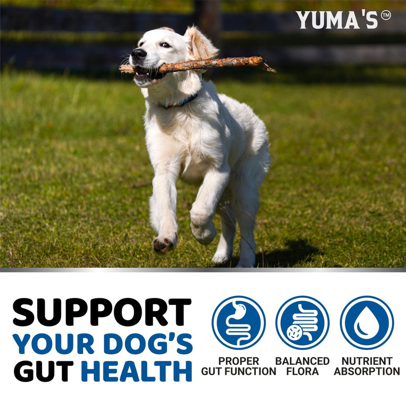 Probiotics for Dogs and Digestive Enzymes