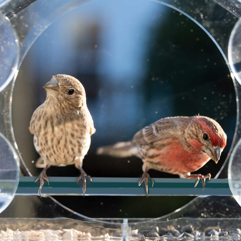 Bird feeder with clear plastic window and strong suction cups