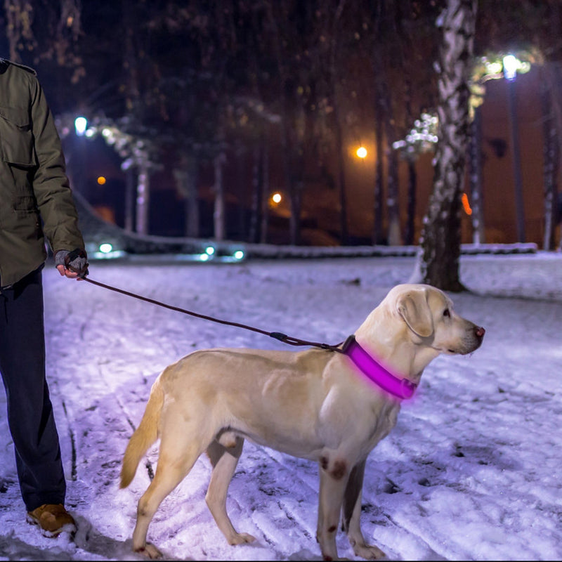 LED dog safety collar, USB rechargeable