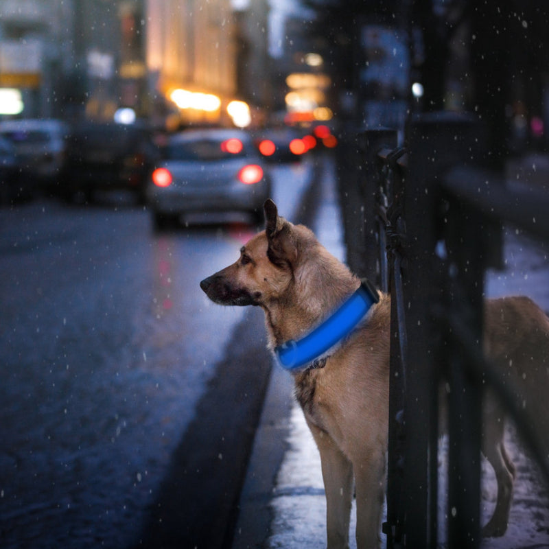 LED dog safety collar, USB rechargeable